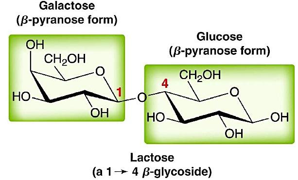 Disaccharides Lactose is another