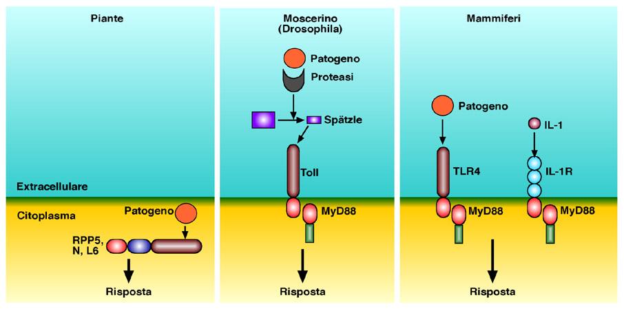 Filogenesi dei PRR (NF-κB) Sviluppo dorsoventrale della drosophila e per resistenza