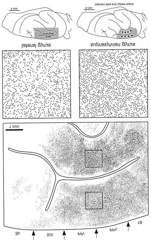 Figure 12. Photomicrographs of callosally projecting neurons labeled with WGA-HRP at the border of PPc and PPr. (A) is taken on the suprasylvian gyrus, (B) on the lateral gyrus.