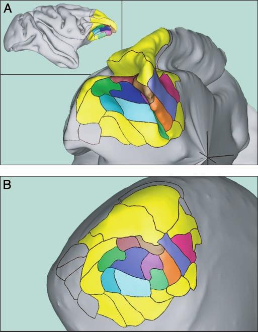 Fig. 1. Identification of prefrontal cortical areas. (Inset) Lateral view of macaque cerebral cortex showing the general location of prefrontal cortical areas.