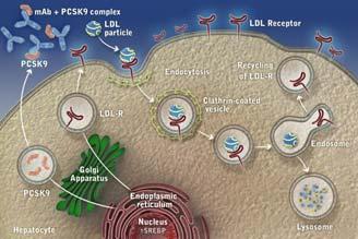 LDL-receptor removes LDL-C from blood PCSK9 targets LDL-Receptor for breakdown McKenney JM, et al. J Am Coll Cardiol.