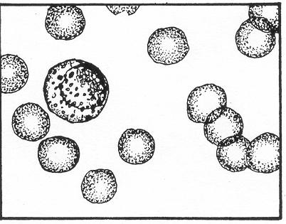 c. Myelocyte. See figure 4-20. In the myelocytic stage, the granules are definite and so numerous that frequently they obscure nuclear detail.