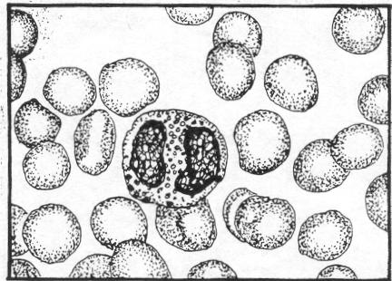 h. Development of the Eosinophilic Group. Cells of the eosinophilic group are characterized by relatively large, spherical, cytoplasmic granules that have a particular affinity for the eosin stain.