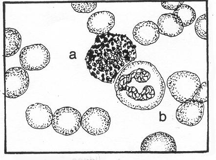 Figure 4-23. Granulocytic series: a. Basophil, b. Neutrophil: segmented. k. Mature Basophils. (1) Size. 10 to 16 microns in diameter. (2) Nucleus.