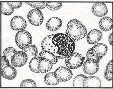 c. Lymphocyte. See figure 4-26. (1) Size. The mature cell of this series varies greatly in size. Small lymphocytes are 7 to 9 microns in diameter. The large lymphocytes are 6-16 microns in diameter.