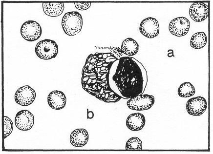 a. Monoblast. See figure 4-27. Figure 4-27. Monocytic series: a. Monoblast. b. Stem (ferrata cell). (1) Size. 12 to 20 microns in diameter. (2) Nucleus.
