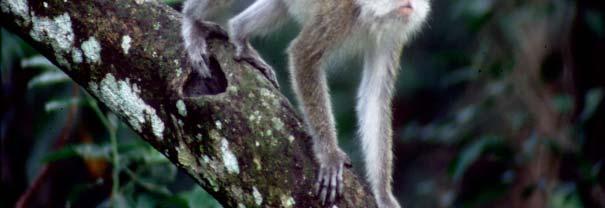 Macaca nemestrina (Pig-tailed macaque) Presbytis