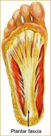 fascitis treatment. Anatomy of the Plantar Fascia: The plantar fascia is a strong ligament on the bottom of the foot.