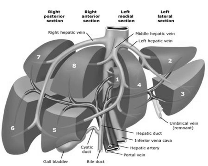 Distant Metastases Common metastatic sites for hepatocellular carcinoma include Lung Abdominal lymph nodes Peritoneum Bone 15