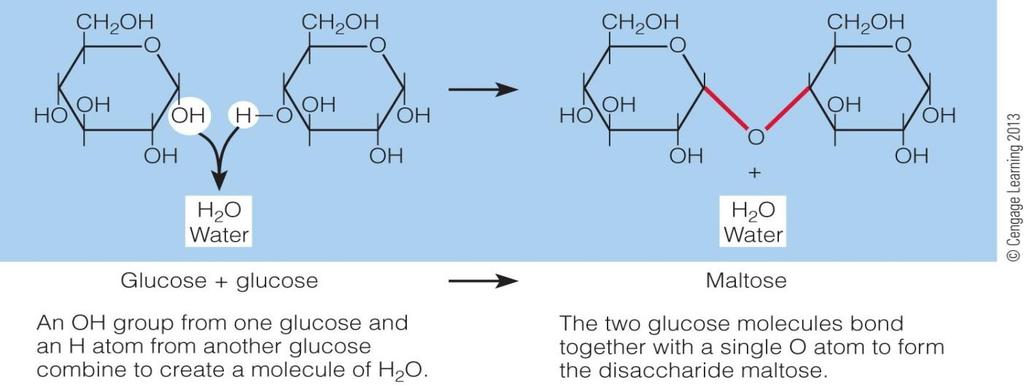 Condensation and Hydrolysis of a Disaccharide