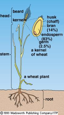 A Whole Wheat Plant