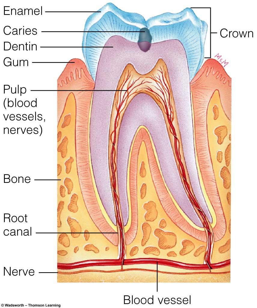 Dental Caries Dental Caries- Bacteria in the mouth ferment sugar and produce acid which dissolves tooth enamel Related to: How