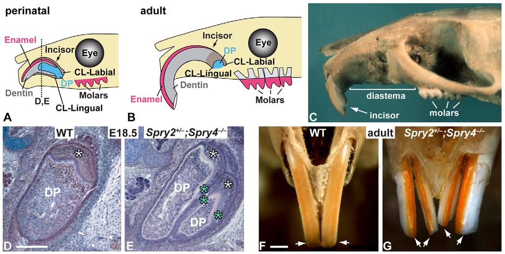 4064 RESEARCH ARTICLE Development 138 (18) Fig. 1. Incisor duplication in Spry2+/ ;Spry4 / mice.
