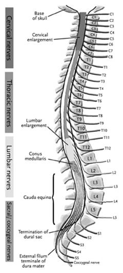 ANATOMY: SPINE Spinal cord: foramen magnum to L1-L2 intervertebral level Conus medullaris and Cauda equina Cord enlargements: C5-T1 and L1-S2 31 pairs of nerve roots: Cervical 8 Thoracic 12 Lumbar 5