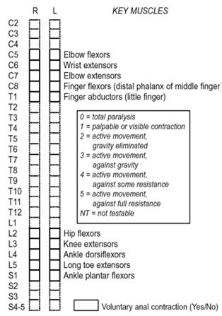KEY MUSCLES/MYOTOMES Upper extremity: C5: elbow flexors C6: wrist extensors C7: elbow extensors C8: finger flexors T1: small finger abductors Total motor score is 100 (5 points for each muscle) Lower