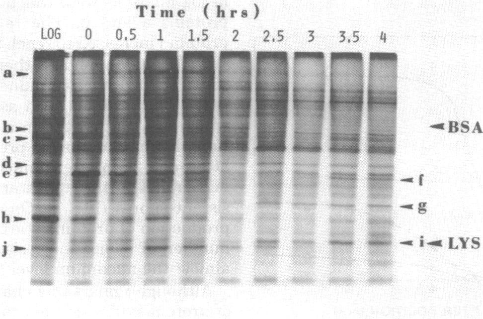 It should be noticed that the patterns of soluble protein synthesis during spore formation induced by different chemicals are remarkably similar in spite of substantial differences in the yields of