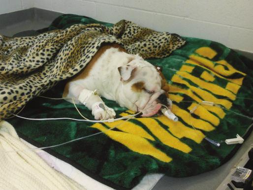 A B One-year-old intact male bulldog presented after ingestion of the owner s Adderall (amphetamine dextroamphetamine). 1 The dog presented hyperthermic and tachycardic and developed seizures.
