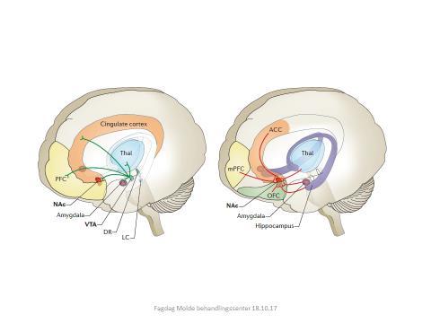The connections between VTA and striatum are