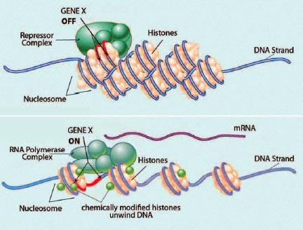CHROMATIN AND DNA HELIX FORM CHROMOSOMES Nucleosomes slide apart during chromatin remodeling, increasing transcription factors'