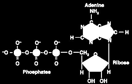 ATP Adenosine Triphosphate (ATP) provides a form of chemical energy that is useable by all body cells w/out ATP, molecules cannot be made or broken down, cells cannot maintain their boundaries, all