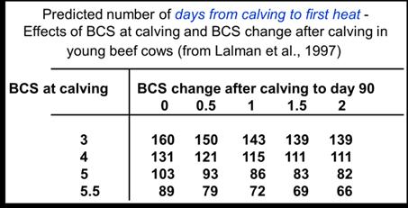 Lower body condition at calving delays return to heat and WHEN the first calf heifer will conceive the next calf.