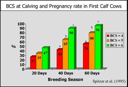 First note that regardless of the length of breeding season, heifers that calved in better condition achieved higher pregnancy rates.
