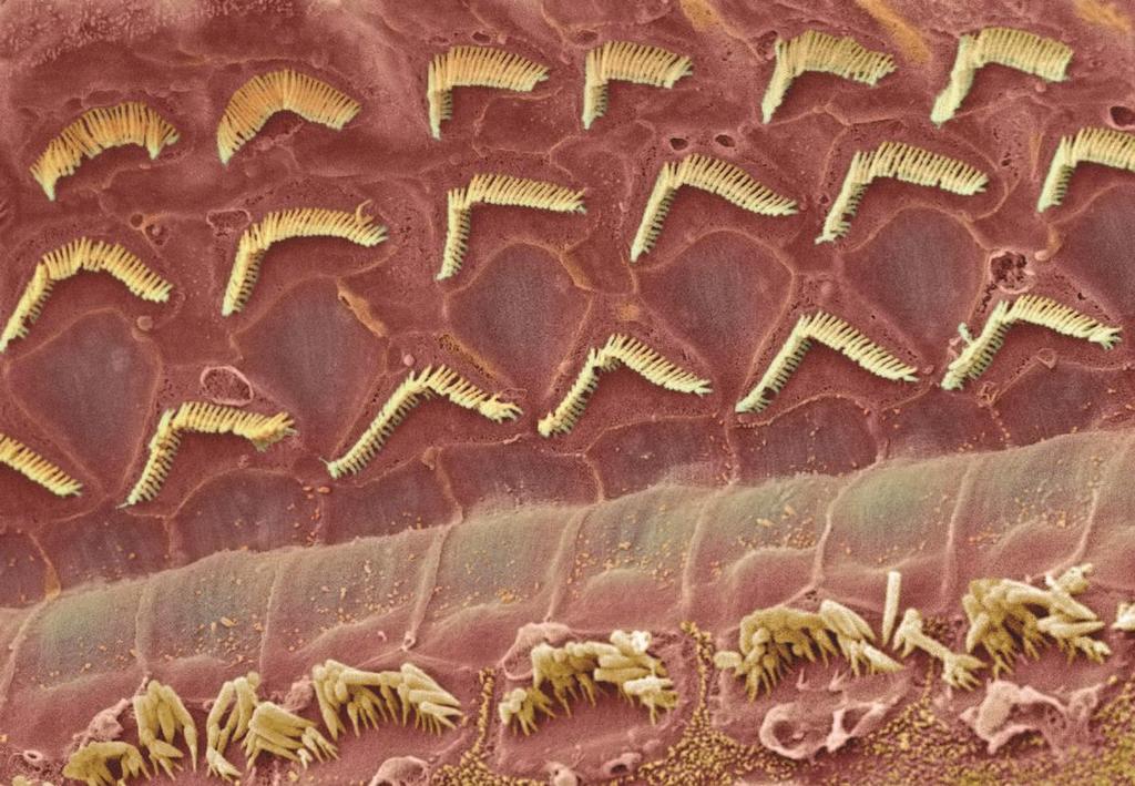 Photomicrograph: Sensory Hair Cells Three rows