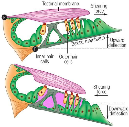 Basilar Membrane Modulation Effects upon Sensory Hair Cells Note: K +