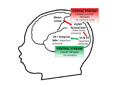 Figure 1: Summary of the ventral and dorsal stream model of cortical visual processing.