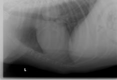 Proper Radiographs Which views?