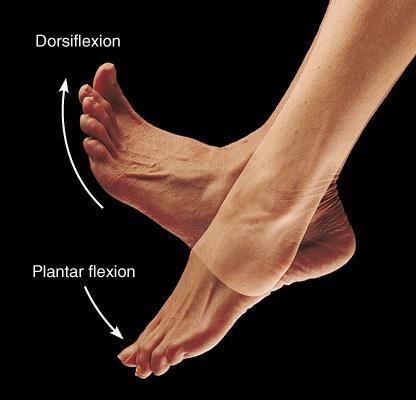 FLEXION pointing the