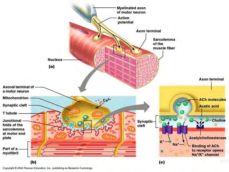 The Neuromuscular Junction Neuromuscular junction = where a nerve terminal interfaces with a muscle fiber at the motor end plate, one junction per fiber (control of fiber from one neuron) Synaptic