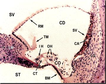 ORGAN OF CORTI: It is located in the Scala Media, a top the Basilar Membrane. INNER HAIR CELLS: They are closer to the Modiolus. They are very tightly held into place.