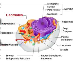 The centrioles play a major role in cell division.