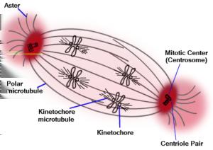 FUNCTIONS OF CENTRIOLES In higher animal cells centrioles form mitotic poles. The centrioles functions as the microtubules organizing center.