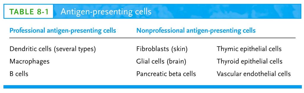 Antigen recognition by T and B cells - T and B cells exhibit fundamental differences in antigen recognition - B cells recognize antigen free in solution (native antigen).