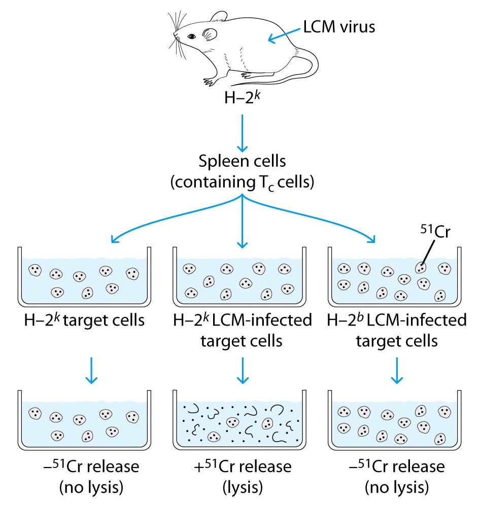 Role of Antigen-Presenting Cells (APC) - Helper T cells: recognize antigen after processing and presentation by MHC-II on APC (dendritic cells, macrophages, B cells).