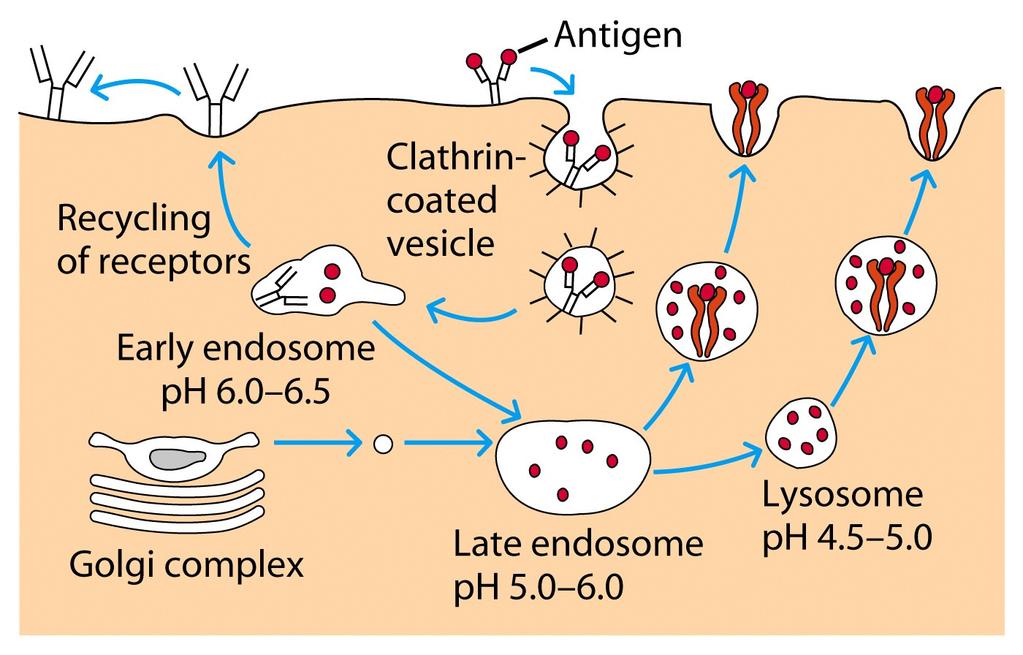 The endocytic antigen processing Three major events occur in the endosomal pathway: ) Degradation of material that was taken in endosome goes through acidification and fusion with lysosome which