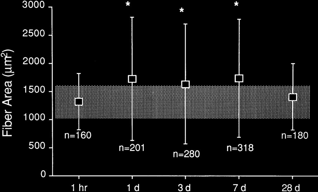 167 Fig. 1 Cross-sectional areas (mean±sd) of EDL fibers at various times after eccentric exercise. Fiber sizes were increased at 1 7 days. Shaded band Mean±SD for controls, *P<0.