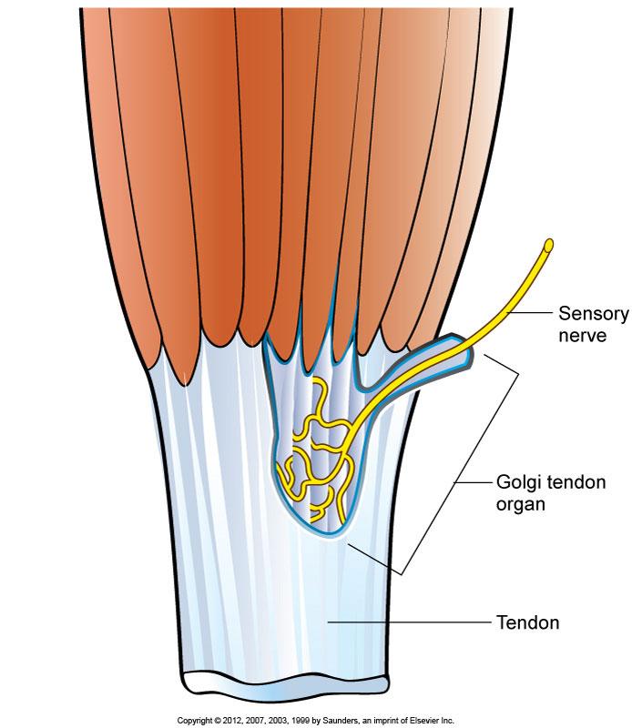 Stretch Receptors" Golgi tendon organ Receptor located at the musculotendinous junction.