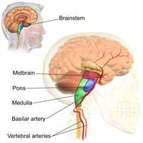 * VAGUS IS PARTICULARLY IMPORTANT. Up through the brain The brain stem is filled with integration/relay centers.