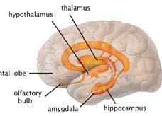 the limbic system Hypothalamus EFFECTOR structure. Control body temperature, hunger, important aspects of parenting and attachment behaviors, thirst, fatigue, sleep, and circadian rhythms.
