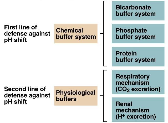 Rates of correction Buffers function almost instantaneously Respiratory mechanisms take several minutes to hours Renal mechanisms may take several hours to days Evaluation of the role of buffers in