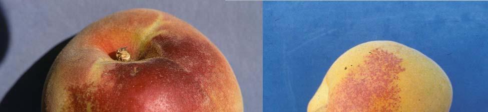 The incidence of rusty spot has decreased in recent years in western Colorado as apple blocks in the primary peach production areas
