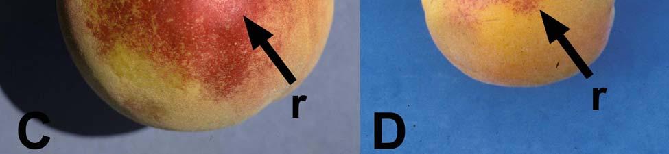 B) Fruit infections on peach; left fruit, early infections (note rusty-orange color of the peach fuzz); middle and right fruit,