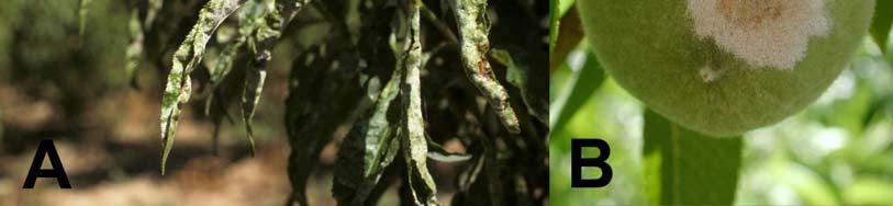 Chasmothecia are rarely found on peach, but have recently been observed on peach in California. Infected peach buds often do not survive the winter.