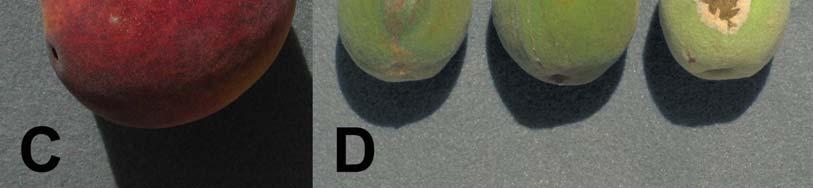 A) Shoot infections on peach; note the in-curled leaves and white powdery colonies. B) Fruit infection on immature peach fruit; note the thick, felty, creamy white colony.
