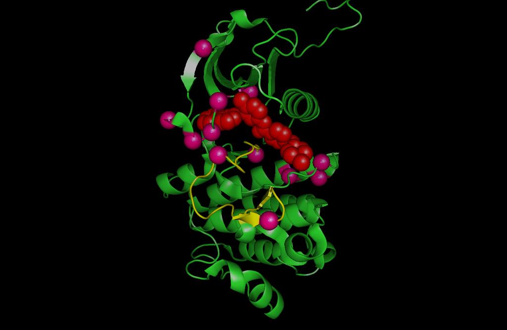 P-loop * * Gleevec Resistant Mutants * activation loop * contact with Gleevec Insight into the mechanism of resistance comes from mapping these residues onto the structure of Abl.