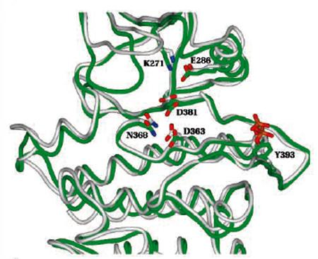 Structure of Abl-Dasatinib Compared to Active Kinase This slide shows the conformation of the active site of Abl bound to dasatinib (green) compared to the structure of an active kinase (gray).