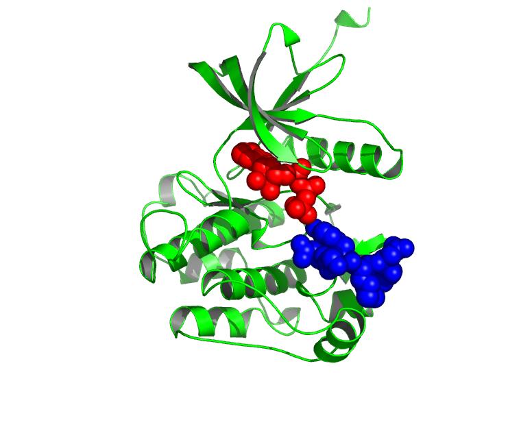 Proximity Effect: A Kinase Brings the Two Substrates Together ATP protein substrate ne way in which kinases accelerate phosphotransfer reactions is by binding the two reacting species so that they